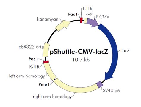 pShuttle-CMV-lacZ说明书-分析方法-生物在线 Lab-on-Web