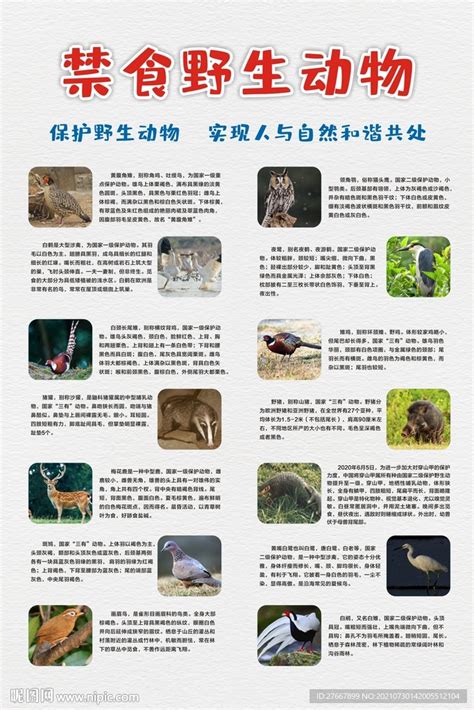 保护简约禁止食用野生动物海报设计图片下载_psd格式素材_熊猫办公
