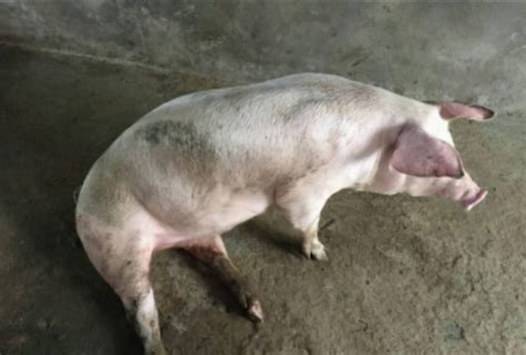 猪链球菌症状图片