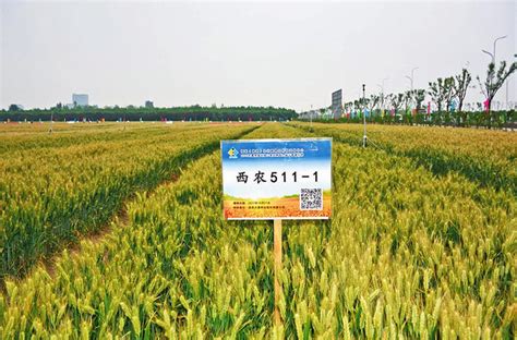西农511小麦品种咋样,西农511小麦种产量,西农585小麦品种简介_大山谷图库