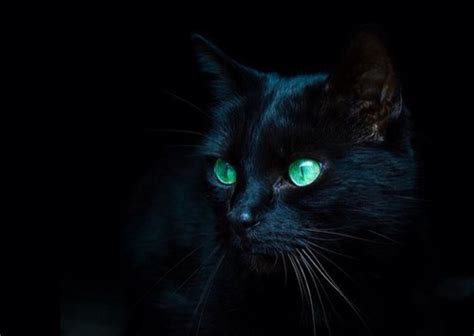 纯黑猫咪是什么品种 千万不要养猫尤其是黑猫_宠物百科 - 养宠客