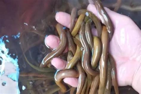 怎么建造养殖黄鳝和泥鳅的池塘 - 农敢网