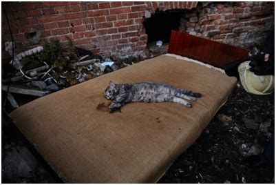 俄动物收容所起火300只猫被困 被救猫咪一脸幽怨_新浪图片