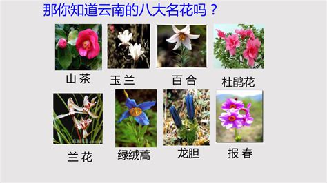 中国十大名花排行，第一是产至南方的四君子之一的梅花 - 十大排行 - 酷奇猫