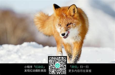 雪中行走的狐狸图片免费下载_红动中国