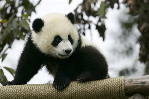 树枝上的熊猫高清图片下载-正版图片600833566-摄图网