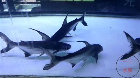 成吉思汗鲨鱼不建议养:体型庞大的底层鱼最大可达三米-百科-优推目录