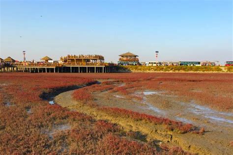 盘锦红海滩几月去最好 盘锦红海滩景点推荐_旅泊网