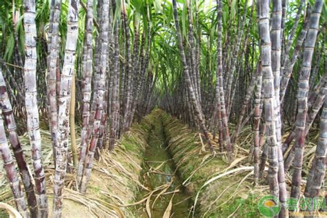 甘蔗种植技术（甘蔗种植技术与田间管理方式，科学种植收益高，蔗农多参考参考） | 说明书网