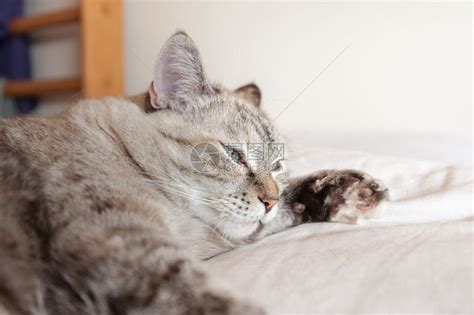 欧洲猫的年轻雄性猫科动物摄影动物照片哺乳动物单数宠物外观灰色水平高清图片下载-正版图片321161264-摄图网