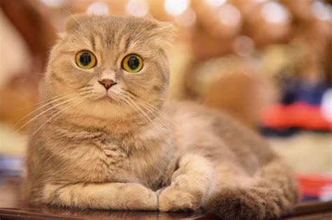 第一次养猫选择什么品种？推荐6款最好养的猫给你|猫|品种|暹罗猫_新浪新闻
