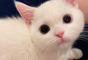 白色的猫摄影图__家禽家畜_生物世界_摄影图库_昵图网nipic.com