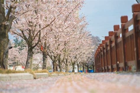 校园樱花季