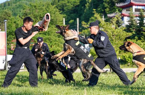 警界奇兵：警犬训导员和“无言的战友”|警犬_新浪新闻