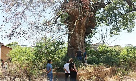 上饶市广信区林业局对多处倒伏、干枯古樟树进行抢救保护修复 - 江西林科网