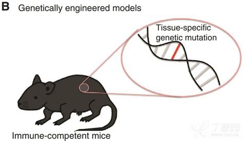 CCM3基因敲除小鼠模型的建立方法及用途与流程