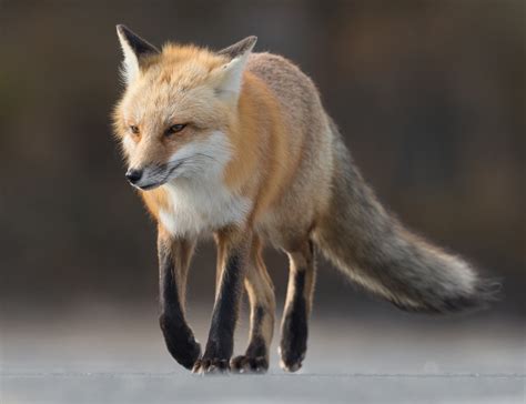 日本狐狸村百余只野狐玩耍打滚不惧人 - 金羊网