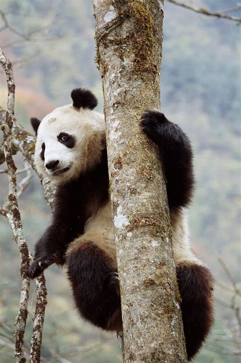 大熊猫为什么喜欢爬树,大熊猫为什么爬树很快,熊猫为什么喜欢挂树上_大山谷图库