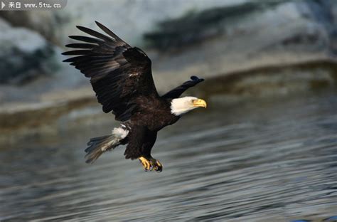 飞鹰高清图片 老鹰翱翔的图片-鸟类-百图汇素材网