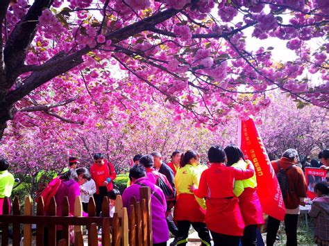清明假期，“樱花大道”—— 引来游客20余万人次
