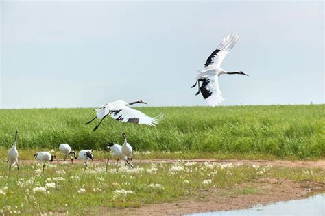 黑龙江齐齐哈尔：扎龙自然保护区湿地-人民图片网