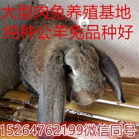 产品中心-嘉祥县航泰养兔场