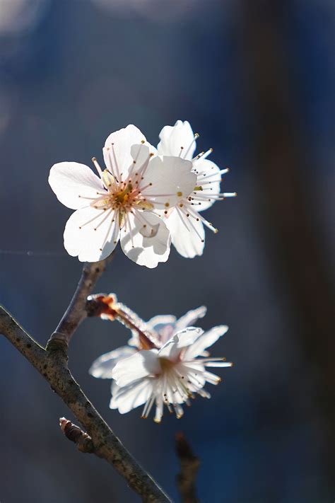 春日樱桃树在大自然中盛开的丰富多彩树花园植物学日本人高清图片下载-正版图片307988735-摄图网