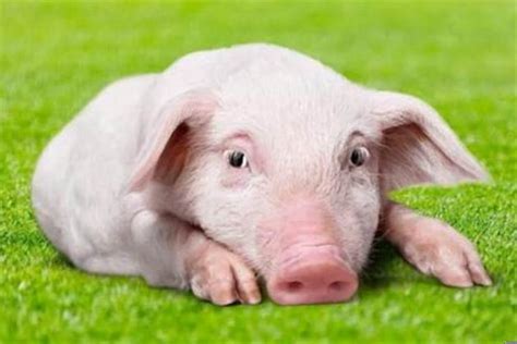 属猪的今年多大了2024岁数表 哪年出生 - 第一星座网