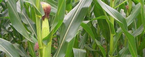 山东高产抗倒玉米品种 - 农村网