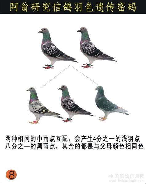 自然养鸽法，一样可以出来好鸽子-中国信鸽信息网相册
