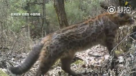 西藏神山现凶猛的猫科动物，长着网红脸，吃掉猎物还霸占其巢穴|兔狲|家猫|鼠兔_新浪新闻
