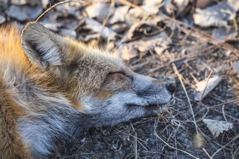 在森林里喂养一群狐狸高清图片下载-正版图片507342273-摄图网