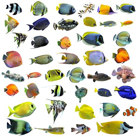 【图】热带鱼的种类有哪些 - 装修保障网