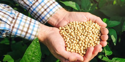 2021年中国豆粕产业链整体分析，上游进口依赖严重，下游需求增长，价格持续上涨「图」_华经情报网_华经产业研究院