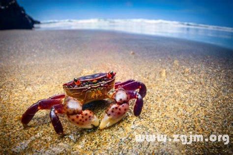 螃蟹能听懂人话吗,怎样给螃蟹做个小窝,螃蟹人_大山谷图库