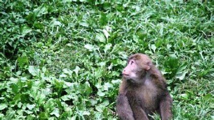 秦岭金丝猴，最美的猴王 - 知乎