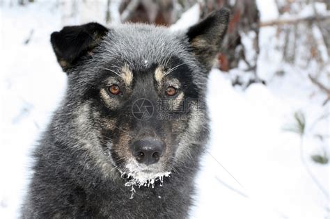 西伯利亚狩猎狗莱卡伊尔库茨克地区西伯高清图片下载-正版图片502656208-摄图网