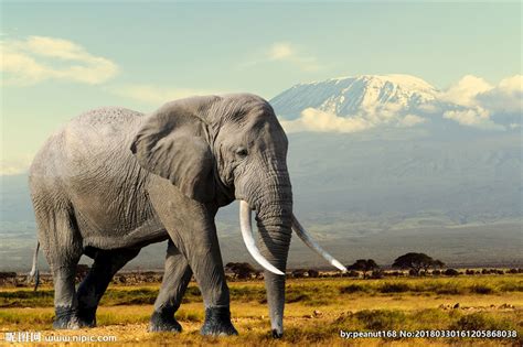 大象的,大象的图,大象的尾巴_大山谷图库