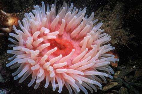 珊瑚缸里海葵没影了，了解一下海葵的习性