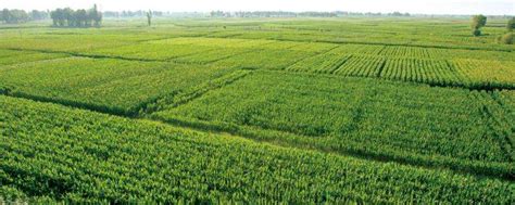 【深度分析】中国农业现状，你真得懂农业吗