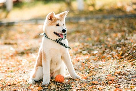 狗狗写真集图片