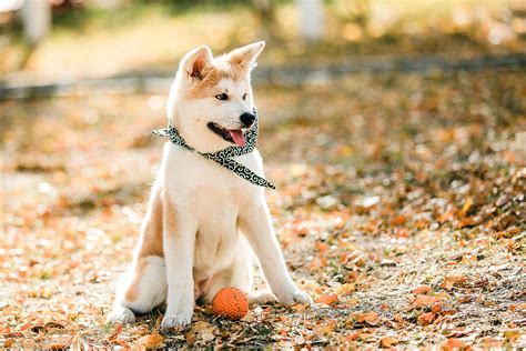 大型狗狗品种大全及图片（十四种大型宠物犬排名大全）—趣味生活常识网