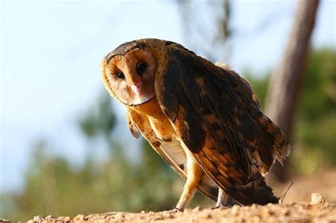 生物多样性保护 | 仙居野生动物保护协会成功救助一只国家二级保护动物猴面鹰