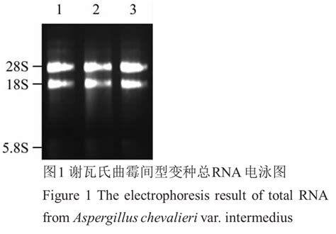 rna凝胶电泳图的分析,r分子示意图,d分子模式图(第10页)_大山谷图库
