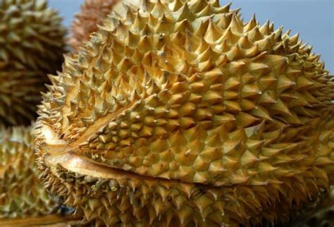 “热带水果之王”还能防癌抗癌？揭秘榴莲的功效与作用 - 鲜淘网