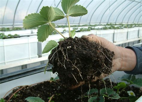 草莓种植技术｜草莓无土栽培的基质和栽培方式
