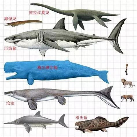 恐龙战争：巨齿鲨vs沧龙，现代鲨鱼与恐龙之战_腾讯视频