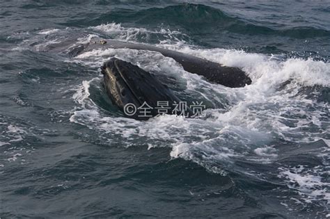 驼背鲸图片_驼背鲸免费图片_驼背鲸图片素材_驼背鲸背景图片