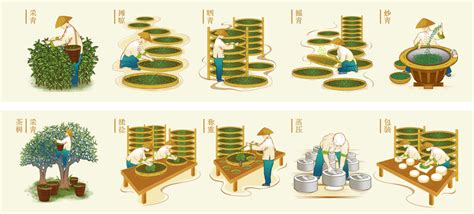 漫画图解普洱茶生茶的制作全过程