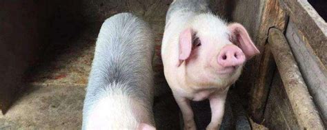 猪的心脏位置位于哪里，猪的温度正常是多少-农百科